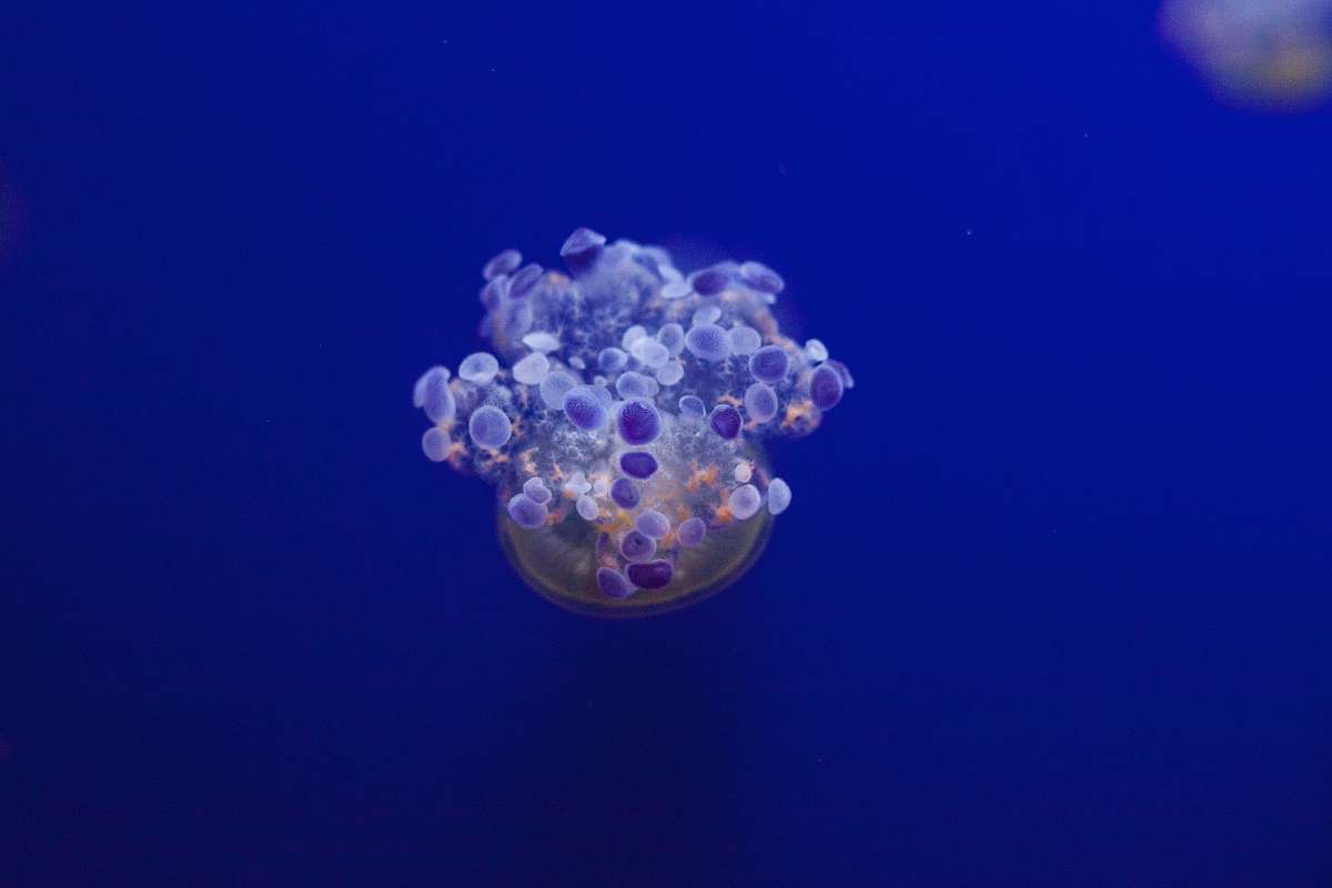 sea life jellyfish underwater jellyfish
